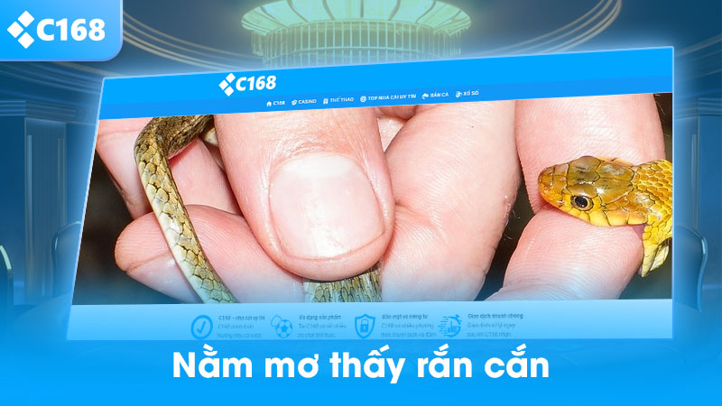Nằm mơ thấy rắn cắn
